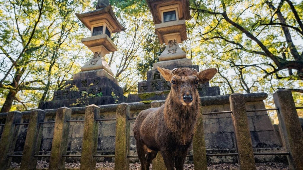 Guide francophone à Nara : Vivez une visite sur mesure de l'ancienne capitale japonaise