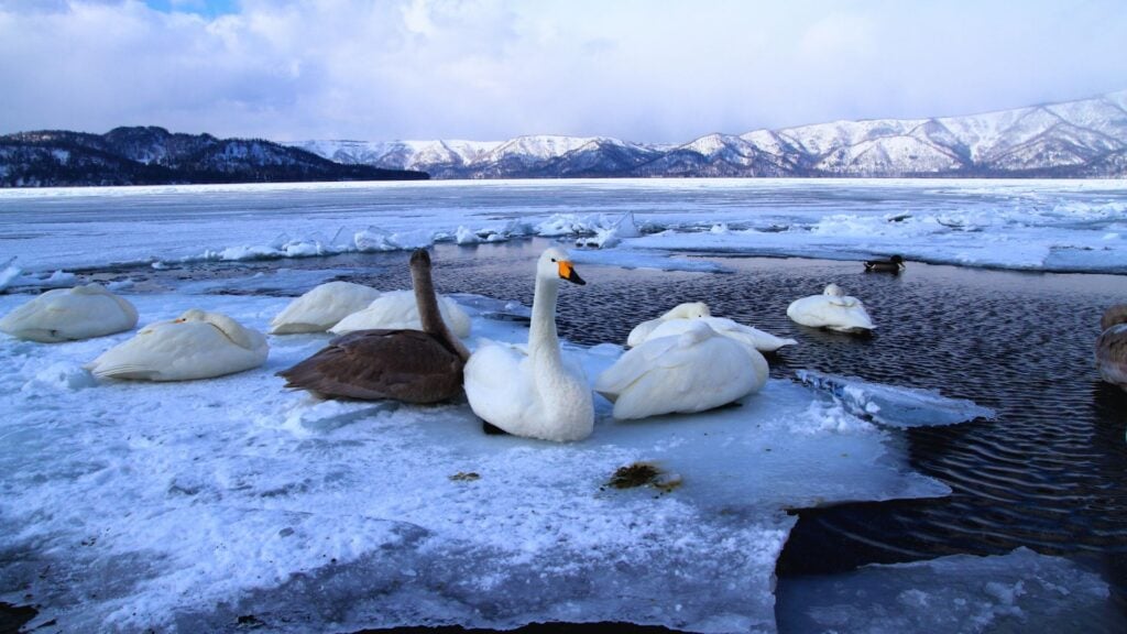 Colonie de cygnes au lac Kussharo
