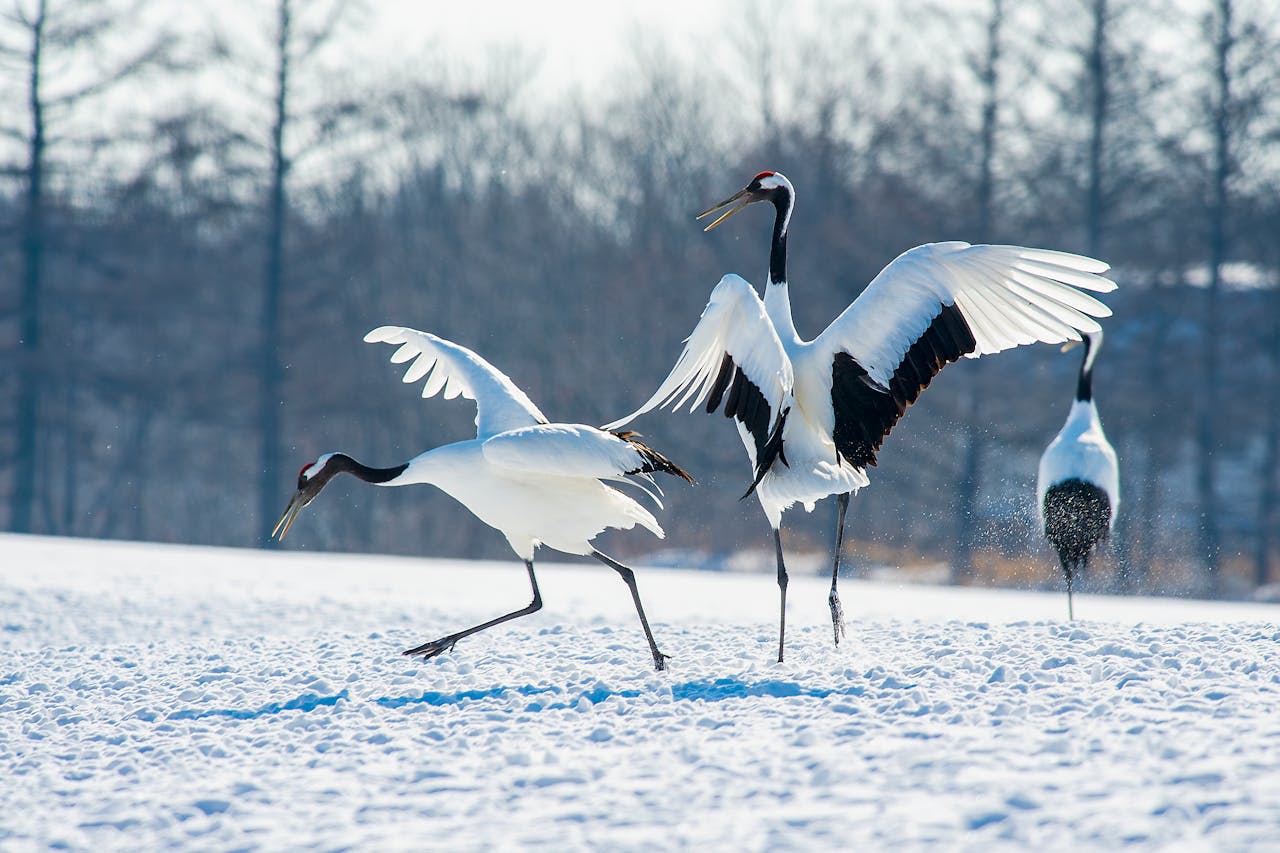 grues japonaises dans la réserve Tsurui-ito Tansho