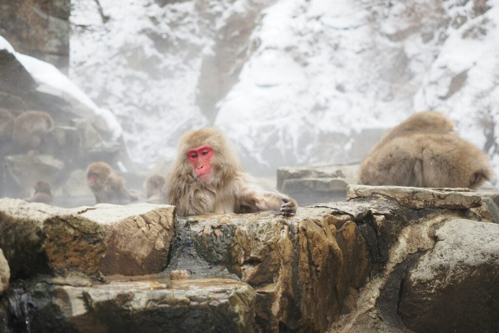 Singes japonais dans les onsen de Jigokudani